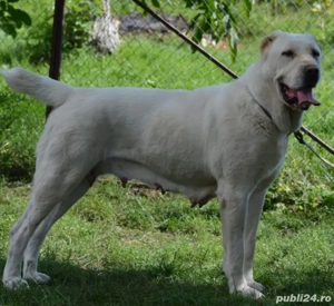 Femela Ciobanesc Asia Centrala