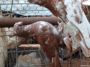 Porumbei de ornament - imagine 3