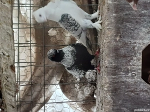 Porumbei de ornament - imagine 2