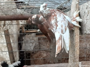 Porumbei de ornament - imagine 5