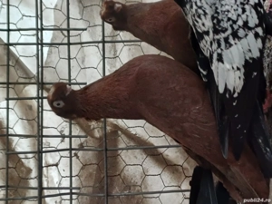 Porumbei de ornament - imagine 4