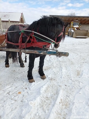 vand cal 3 ani jumate  - imagine 2