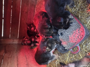 Puiuți Ciobanesc german  - imagine 3