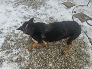 Puiuți Ciobanesc german 