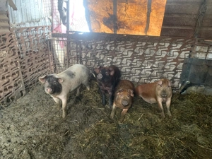 Porci 7 luni crescuți în gospodarie - imagine 2