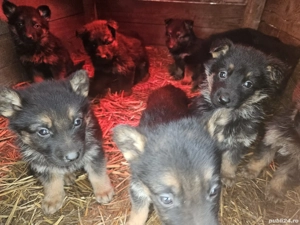 Puiuți Ciobanesc german  - imagine 4