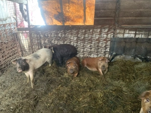 Porci 7 luni crescuți în gospodarie - imagine 5