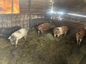 Porci 7 luni crescuți în gospodarie - imagine 3