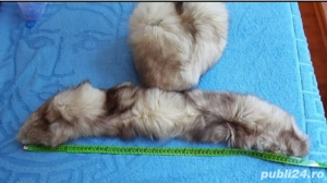 Căciulă și guler #iarnă - imagine 3