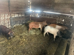 Porci 7 luni crescuți în gospodarie - imagine 4