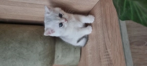 British shorthait chinchila - imagine 5