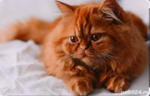 Pisica persana roșie ca focul domnisoara