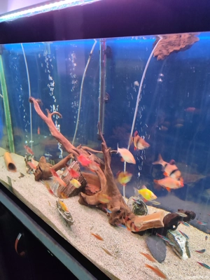 vând acvariu  - imagine 4