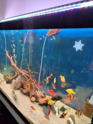 vând acvariu  - imagine 3