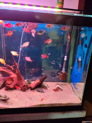 vând acvariu  - imagine 5