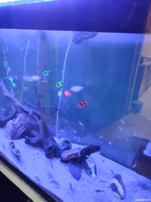 vând acvariu  - imagine 2