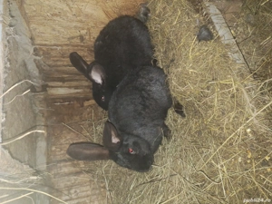 de vanzare doua iepurite tinere  - imagine 2