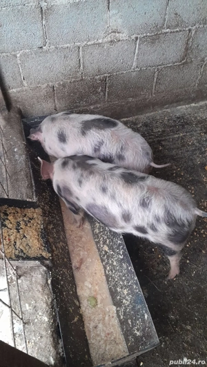 Purcei rasă pietrain - imagine 2