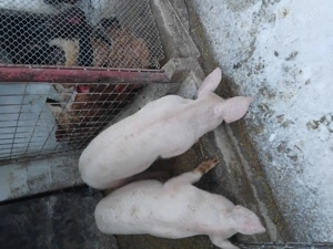 Vând grasuni de rasa  - imagine 3