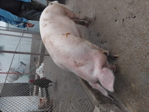 Vând grasuni de rasa  - imagine 5