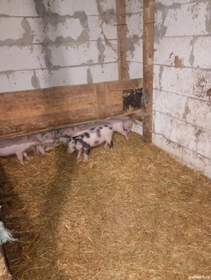 Vând purcei sunt foarte mancaciosi și au 2 luni 