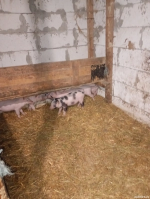 Vând purcei sunt foarte mancaciosi și au 2 luni  - imagine 2