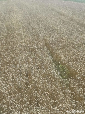 grâu de vânzare.  - imagine 3