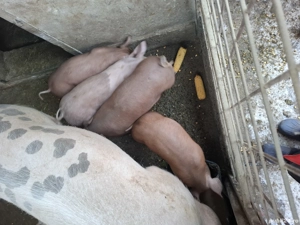 Purcei.      - imagine 3