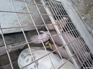 Purcei.      - imagine 5