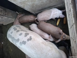 Purcei.      - imagine 2