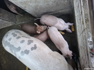 Purcei.      - imagine 4