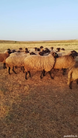 Vând 80 de oii carabase de Teleorman  - imagine 4