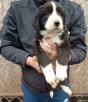 Ciobanesc romanesc de Bucovina 