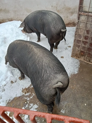 Porci de Vinzare - imagine 2