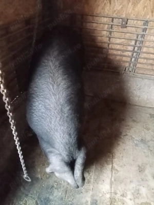 Porci de Vinzare - imagine 3