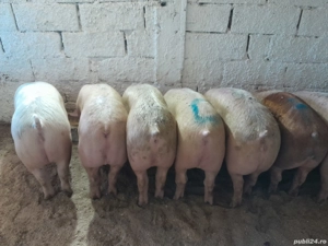 Porci de vanzre 12 lei kg avem și transport contra cost 