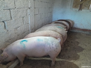 Porci de vânzare de carne 12 lei kg  - imagine 2