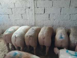 Porci de vânzare de carne 12 lei kg  - imagine 4