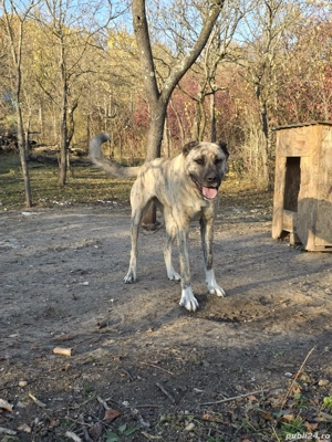 femela kangal&asia centrala - imagine 3