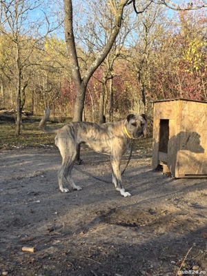 femela kangal&asia centrala - imagine 4