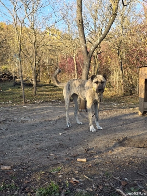 femela kangal&asia centrala - imagine 5