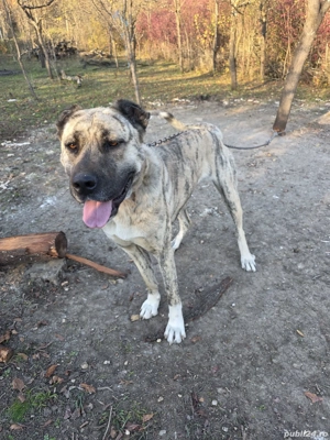 femela kangal&asia centrala - imagine 2