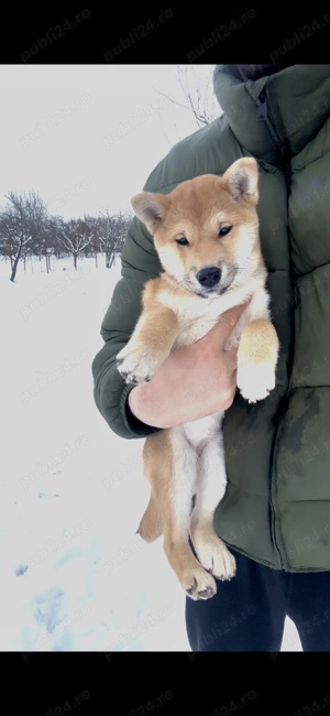 Shiba Inu  - imagine 2