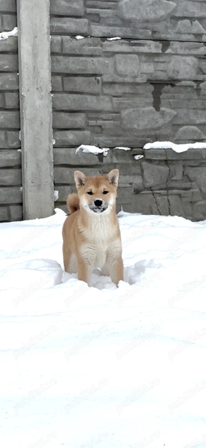 Shiba Inu  - imagine 3