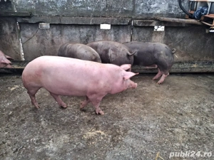 Vand porci - imagine 2