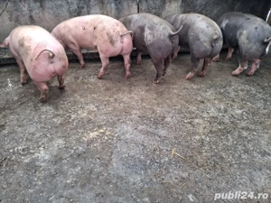 Vand porci - imagine 3