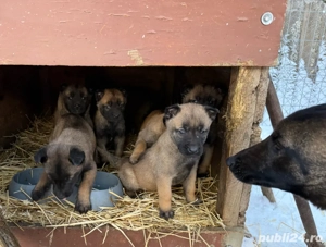 Vând căței ciobănesc belgian  - imagine 4