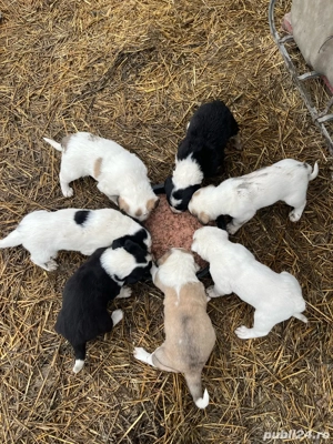 Ciobanesc de Asia Centrala