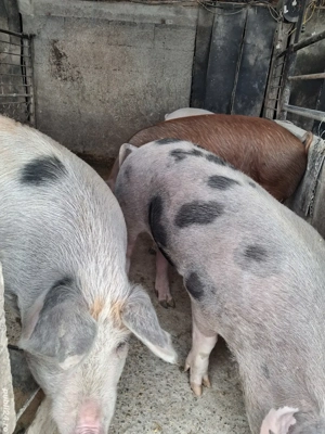 de vânzare 4 masculi 85..120 kg rasă marele alb și duroc ofer transport gratuit 