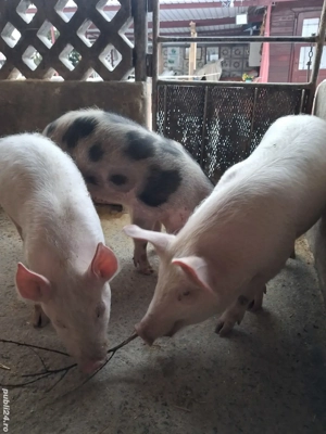 de vânzare 3 masculi 30 kg rasă marele alb și petrean ofer transport  - imagine 3